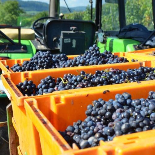 ホテル Weingut Erbes-Henn Ürzig エクステリア 写真